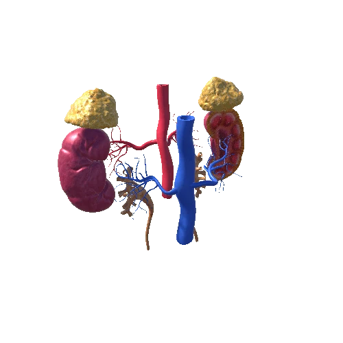 kidney disection